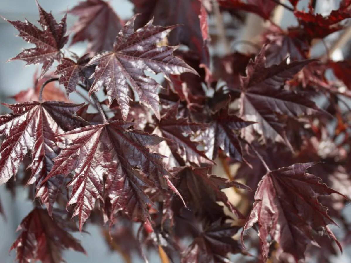 фиолетовый лис. бордовые осенние листья. бордовые листья. красный лист. темно бордовые листья.