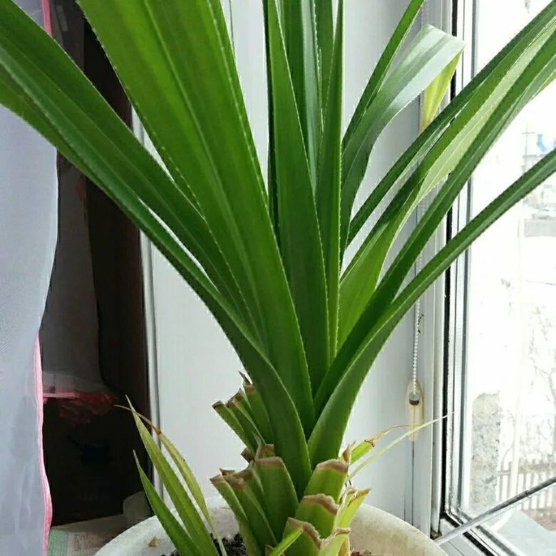 Комнатное растение панданус. Пальма юкка панданус. панданус сандера. драцена панданус. драцена пальма панданус.