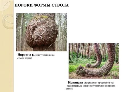 Пороки ствола