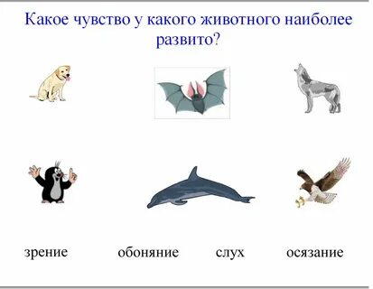 Какое чувство является