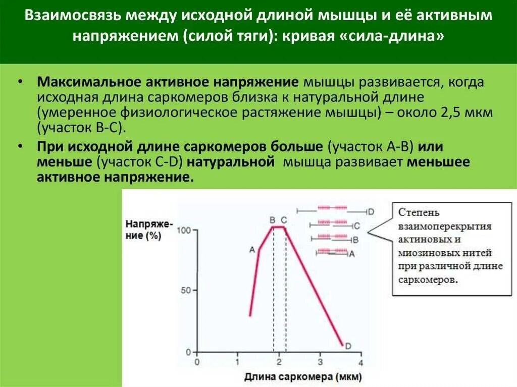Как сила влияет на скорость. Зависимость силы сокращения мышцы от ее исходной длины. как зависит сила тяги мышцы от ее длины. зависимость напряжения от длины мышцы. сила сокращения от длины мышцы.