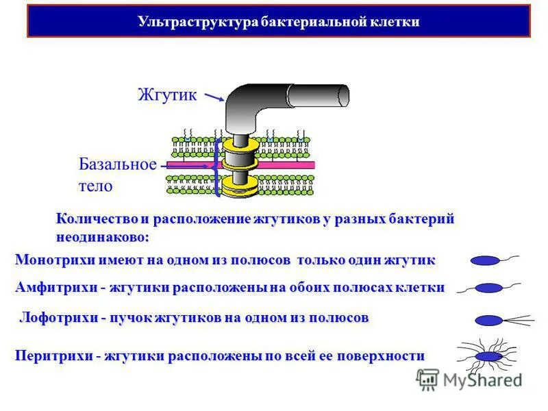 значение жгутиков.