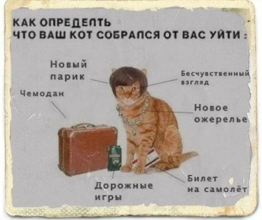 Как узнать что кошка умирает