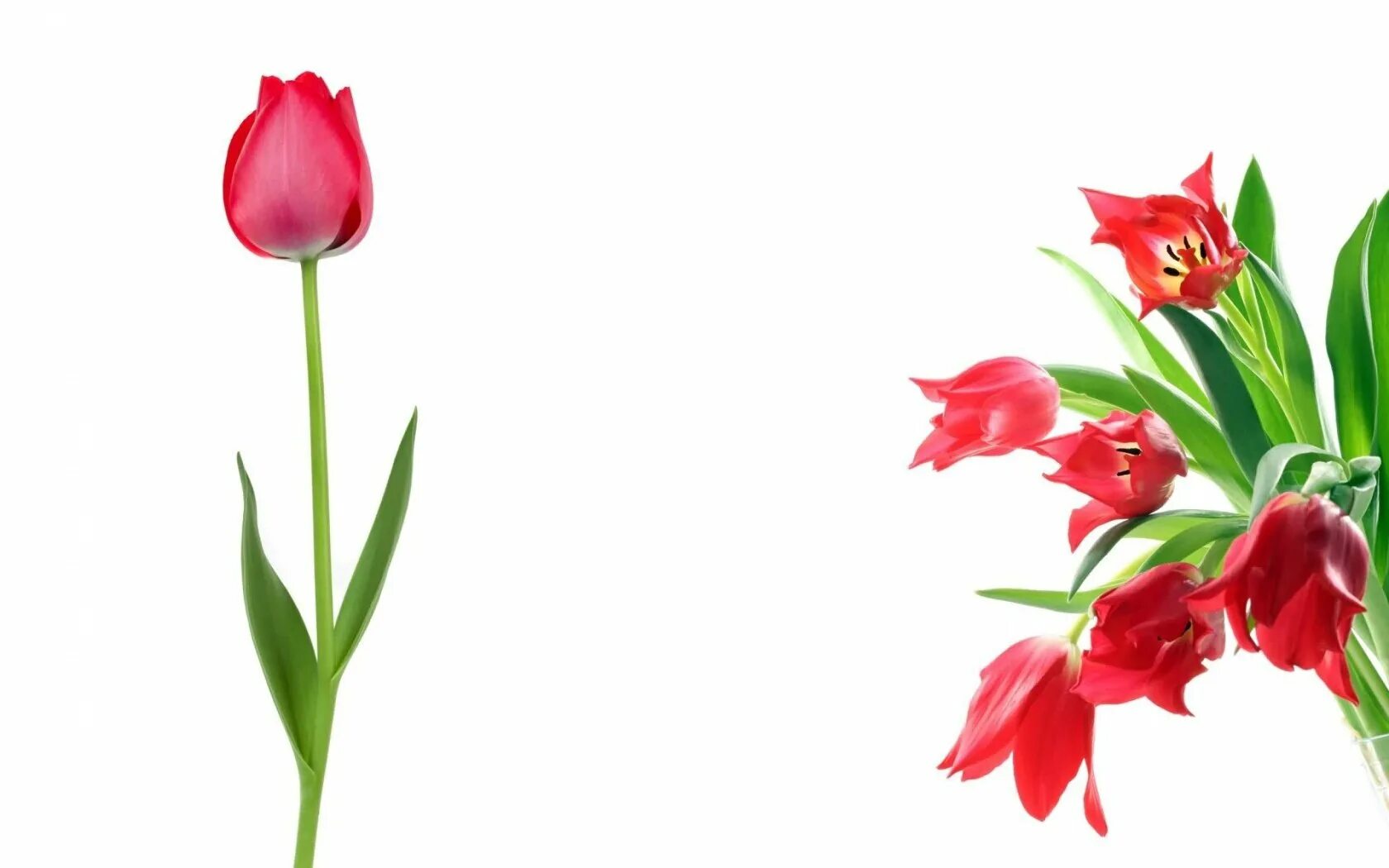 3 красных тюльпана. Тюльпан Розали. Lasergame тюльпан. Красные тюльпаны. Тюльпаны на прозрачном фоне.