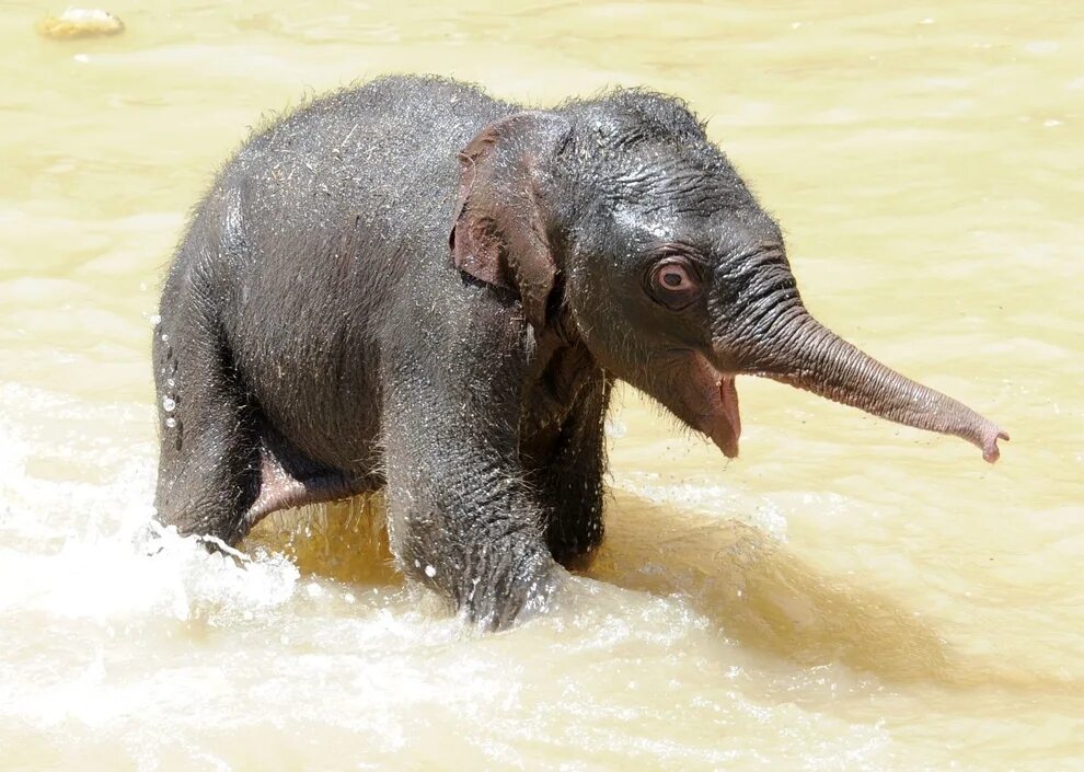 Elephant go go