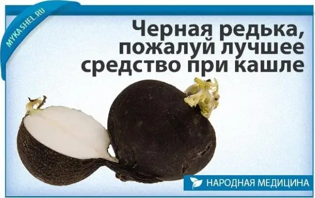 Какую редьку от кашля. Какую редьку от кашля