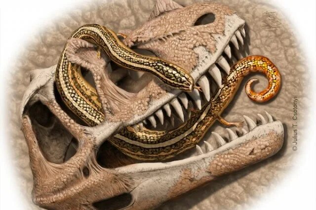 Змеи древности. Пахирахис рептилия. Diablophis gilmorei. ТИТАНОБОА змея. Древняя змея Санаех.
