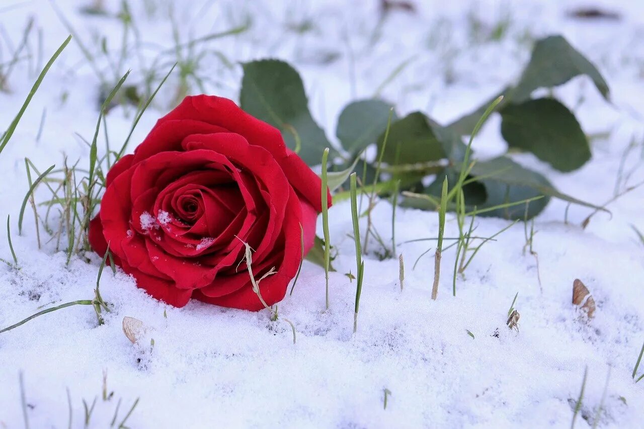 Красные цветы зимние розы. Цветы в снегу. Розы на снегу. Красная роза на снегу. Розы зимой.