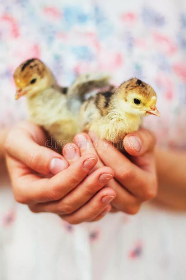 Маленькие цыпочки. Цыпленок в руках. Цыпленок на ладони. Нежный цыпленок в ладони.