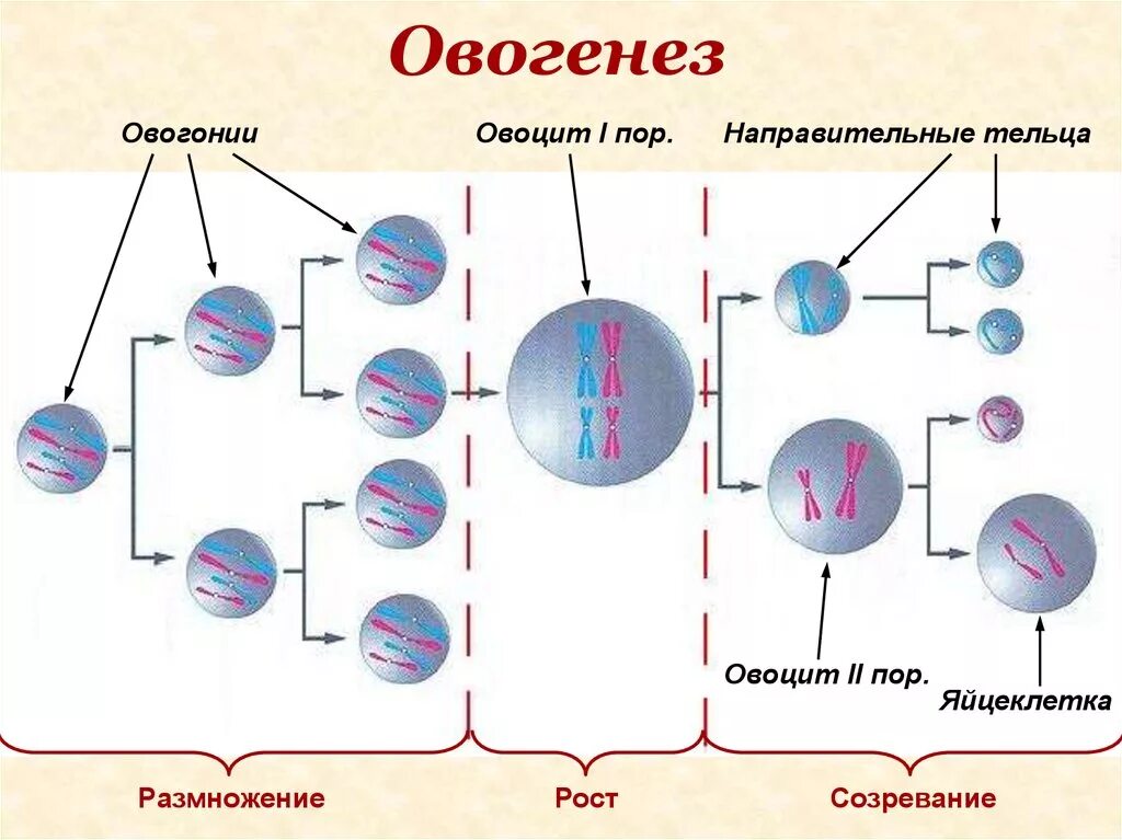 Овогенез. Овогенез схема. Схема сперматогенеза и овогенеза. Направительные тельца овогенез.