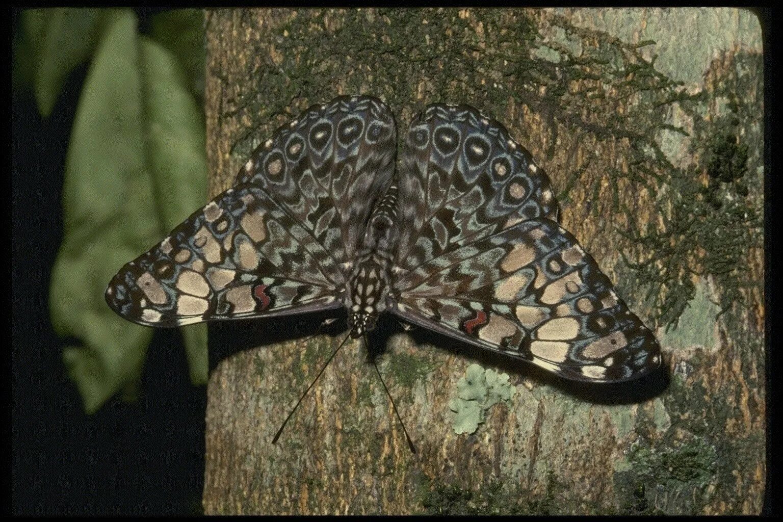 Бабочка с пятном на крыльях. Семейство нимфалиды бабочки. giant moth бабочка. бабочка крапчатый арлекин. коричневая бабочка.