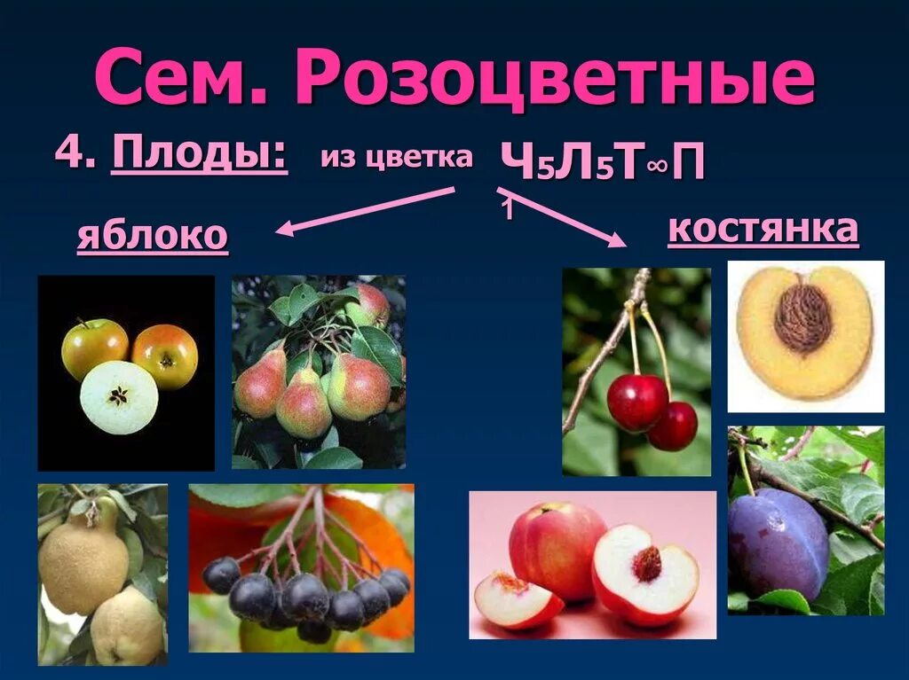 Тип цветка розоцветных