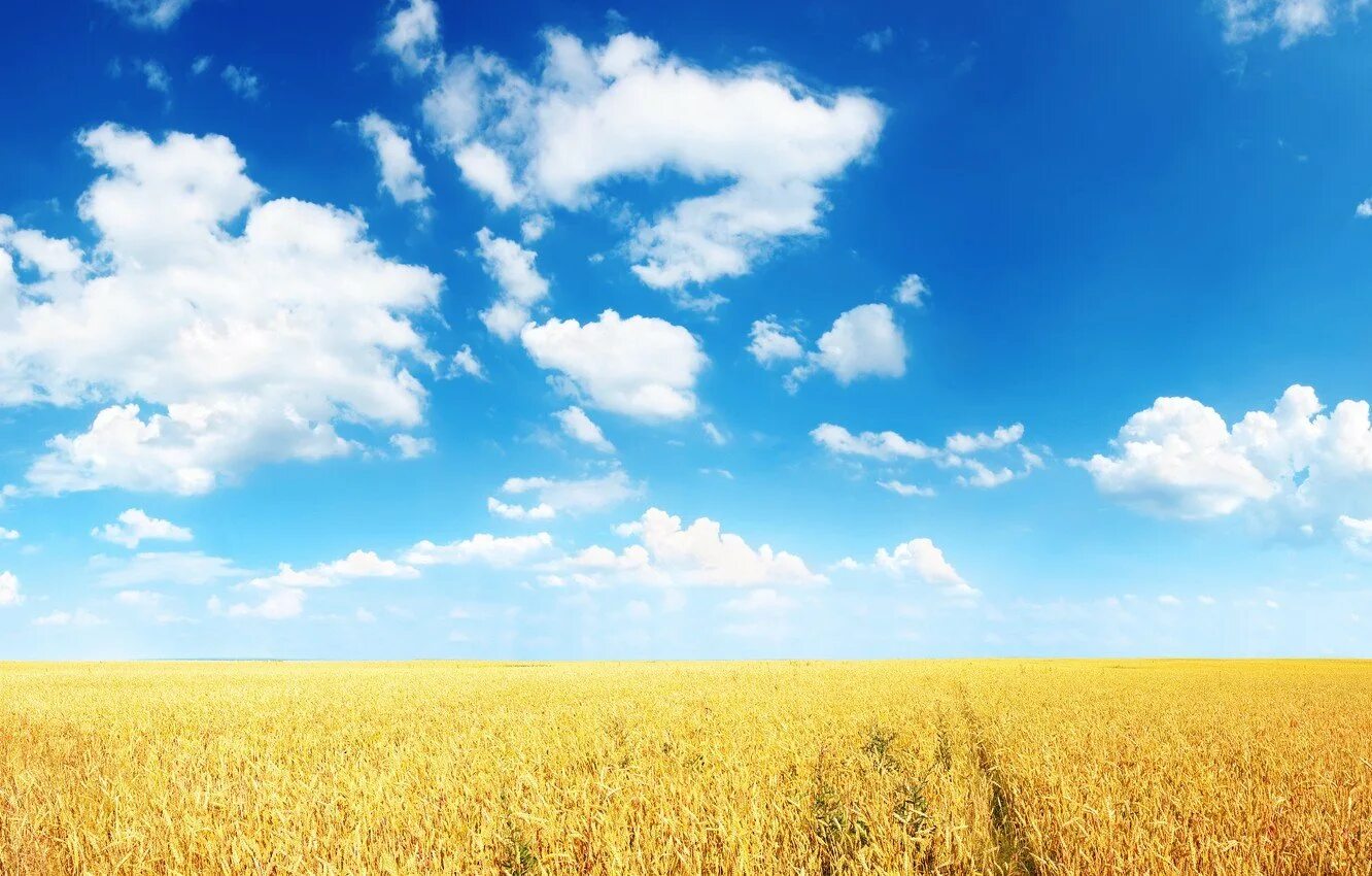 Песню небо голубое поле. Поле и небо. Поле пшеницы. Поле и голубое небо. Голубое небо Горизонт.