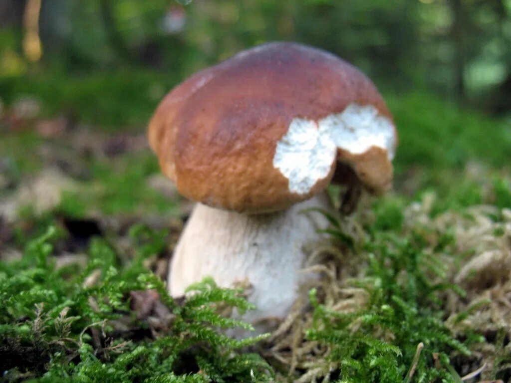Boletus edulis – белый гриб. гриб белый приозерский район. дом белый гриб. ложный боровик белый гриб. ценный белый гриб.