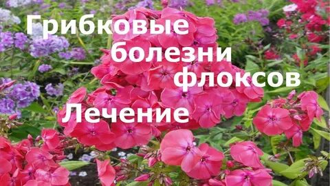 Лечение флоксов