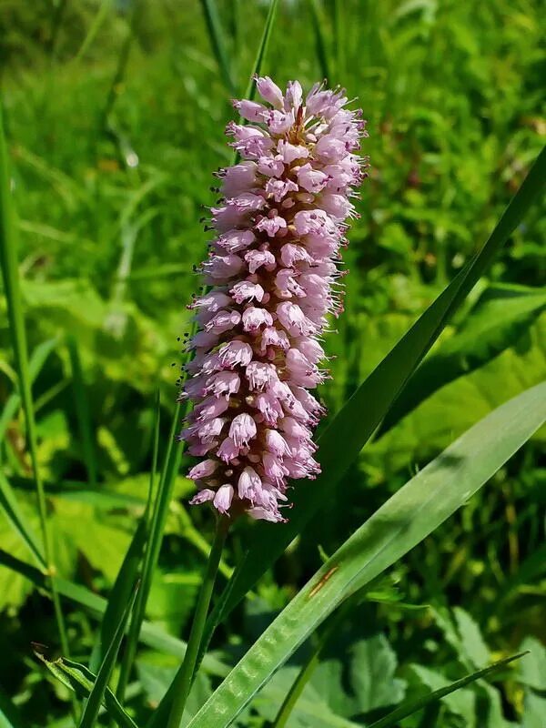 Горец змеиный bistorta officinalis. Змеевик Горец змеиный. Горец змеиный (Polygonum bistorta `superba`). Горец змеиный Polygonum bistorta l..