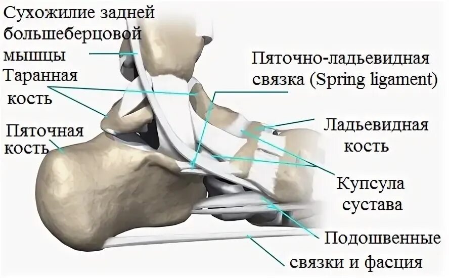 Заднее большеберцовое сухожилие