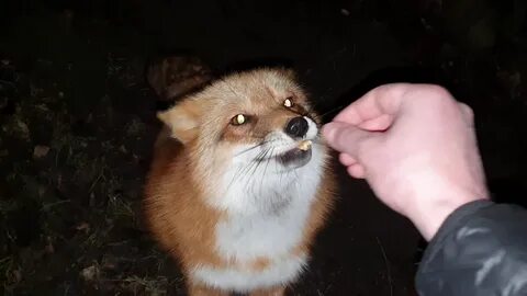 Мими лис