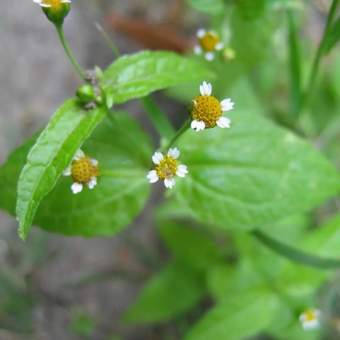 Галинсога мелкоцветковая. Galinsoga parviflora. Галинсога мелкоцветковая семена. Галинзога мелкоцветковая Родина. Галинзога