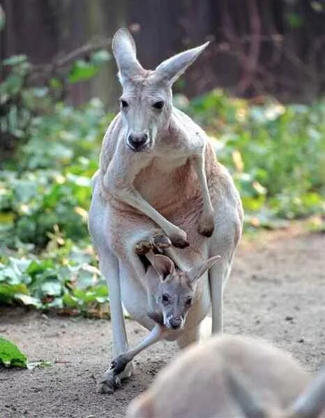Petition - SO THIS IS HOW AUSTRALIA TREATS ITS KANGAROOS IS IT..WE DON'T JUST WA