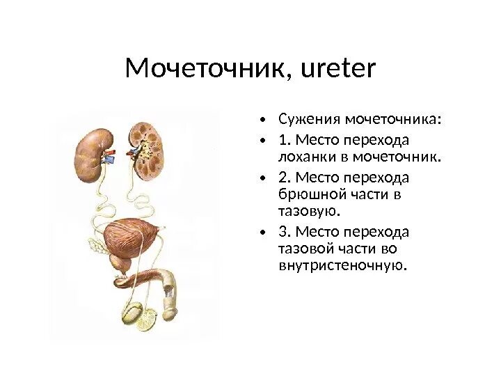 3 части мочеточника. Анатомические сужения мочеточника. Сужения мочетoчника (ureter):. Мочеточник строение анатомия. Строение мочеточника.