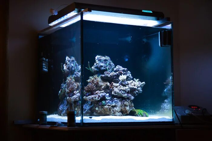 рыбки для аквариума. акваскейп с эхинодорусами. акваскейпинг с корягами. красивые аквариумы. акваскейп без растений.