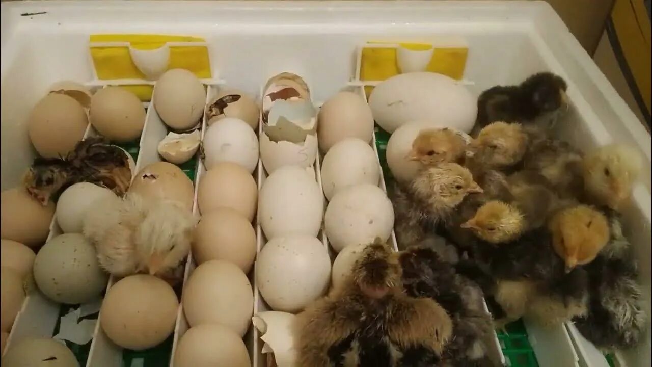 Сколько цыпленок в яйце. Цыплята из зеленых яиц. Цыплята из зеленых яиц фото. Сколько цыплят 2022 2021.