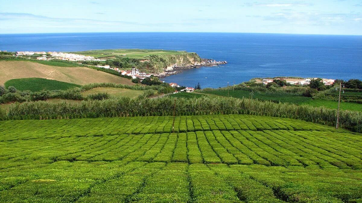 Остров плантация. Чай с Азорских островов. Португалия плантации. Вилла натура Азорские острова. Морские плантации.