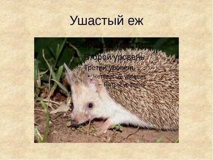 Еж 4 класс
