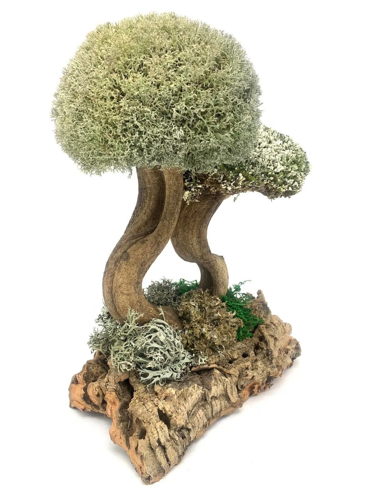 живой мох дерево. бонсай из стабилизированного мха. цетрария дерево. картинка пень со мхом. цетрария исландская на дереве.