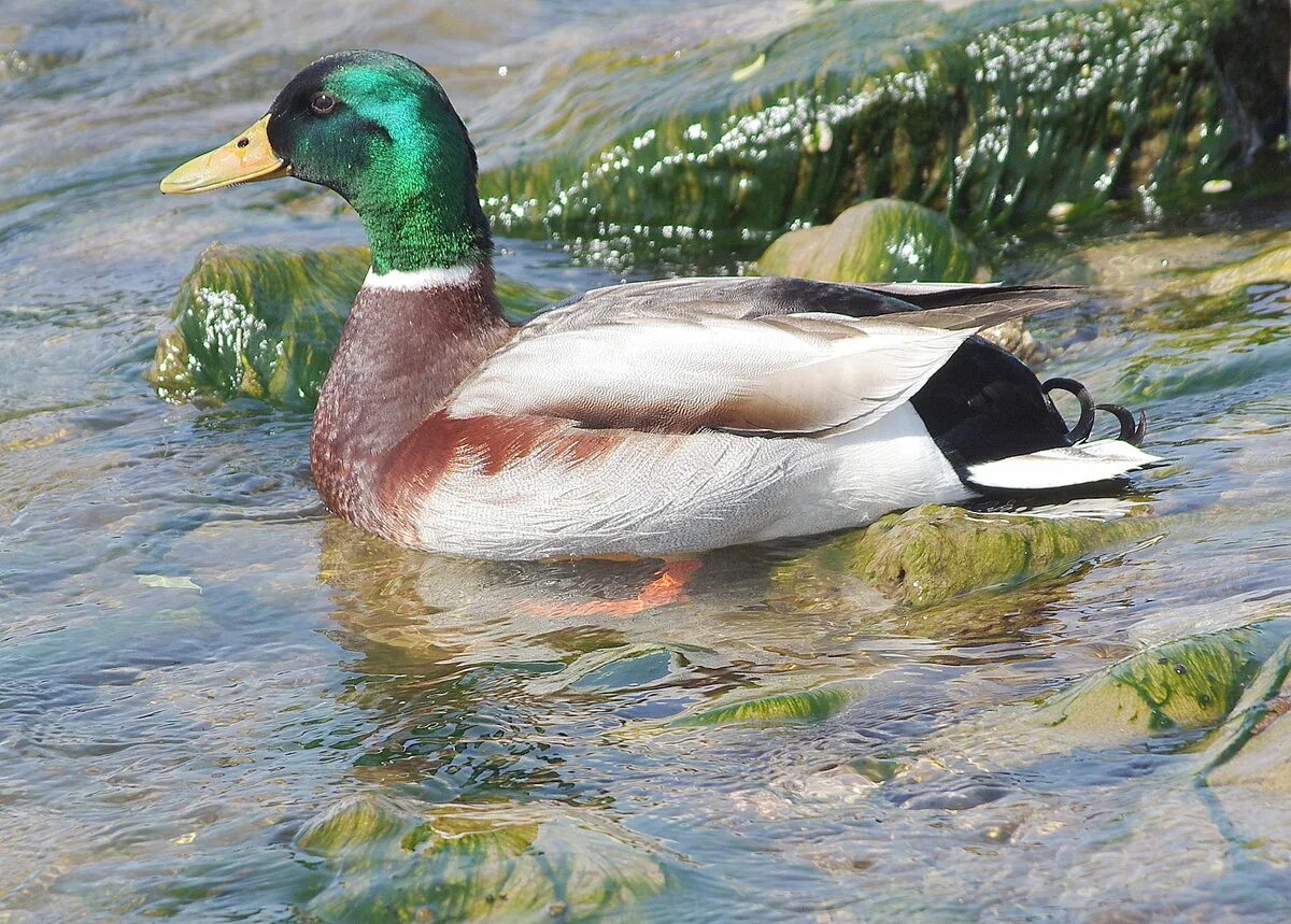 Дикая утка кряква. Кряква утка. Зеленоголовые утки. Селезень сайт. Башкирка утки.