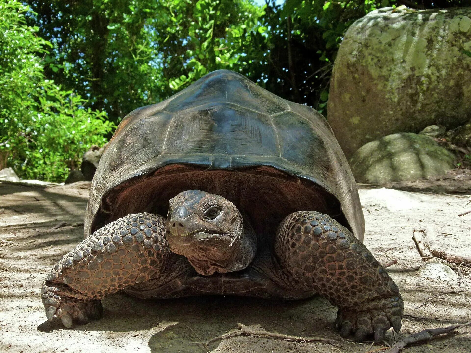Исполинская черепаха