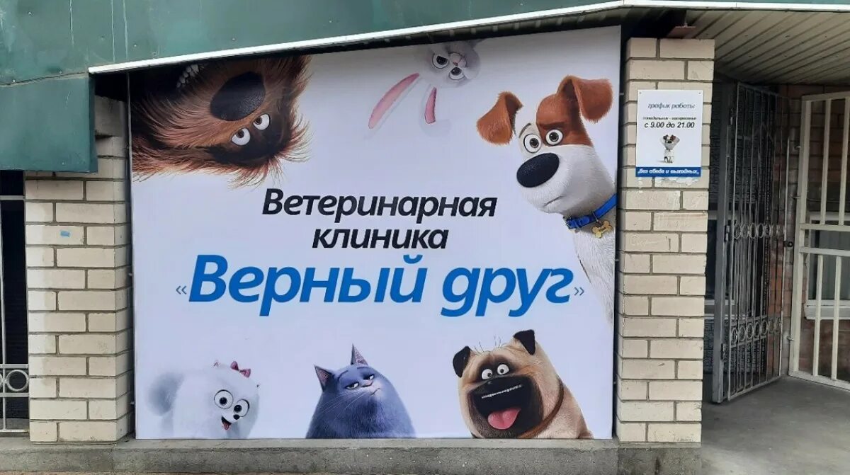 Приют верный друг. Верный друг чита. Верный друг чита. Верный друг дерендяева 80. Приют верный друг спб.