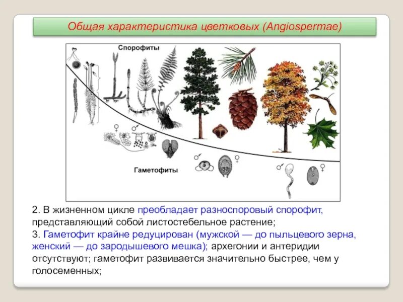 Гаметофит доминирует. Эволюция гаметофита растений. эволюция гаметофита и спорофита схема. гаметофит покрытосеменных растений. эволюция гаметофита и спорофита у растений.