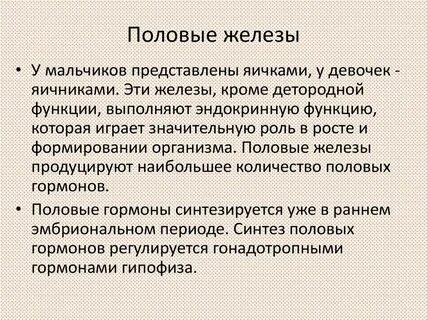 Где располагается половая железа