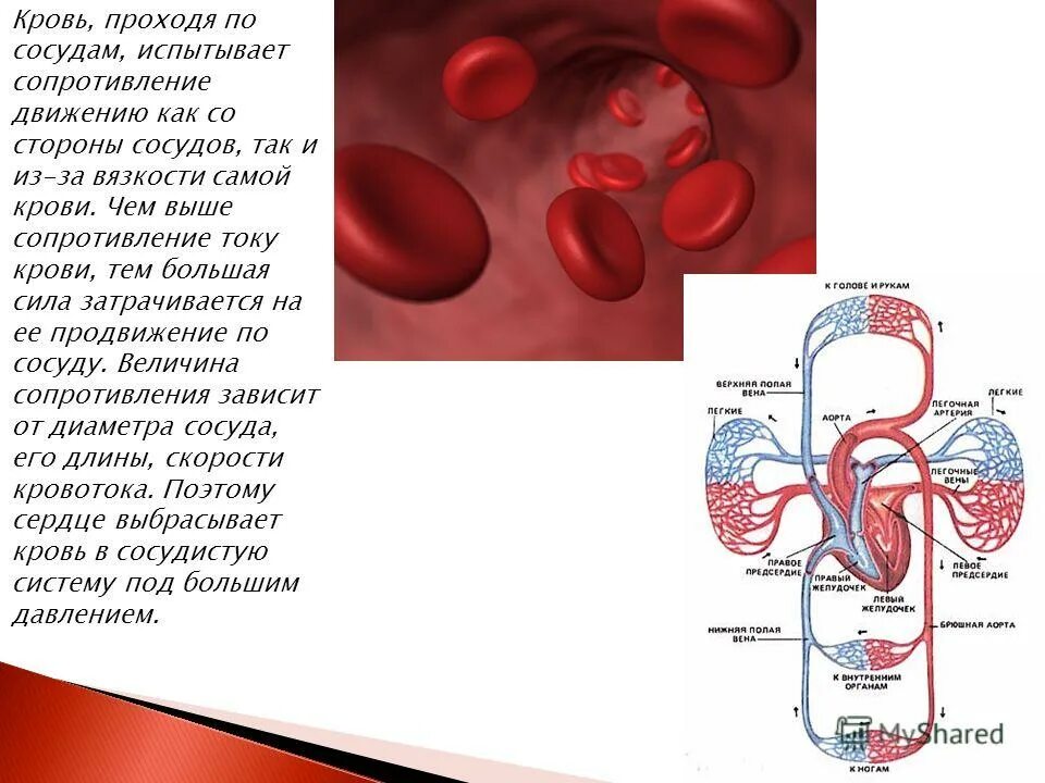 4 группа крови редкая. самый кровяной. почему кровь красная. 2 группа крови. золотая кровь группа крови.