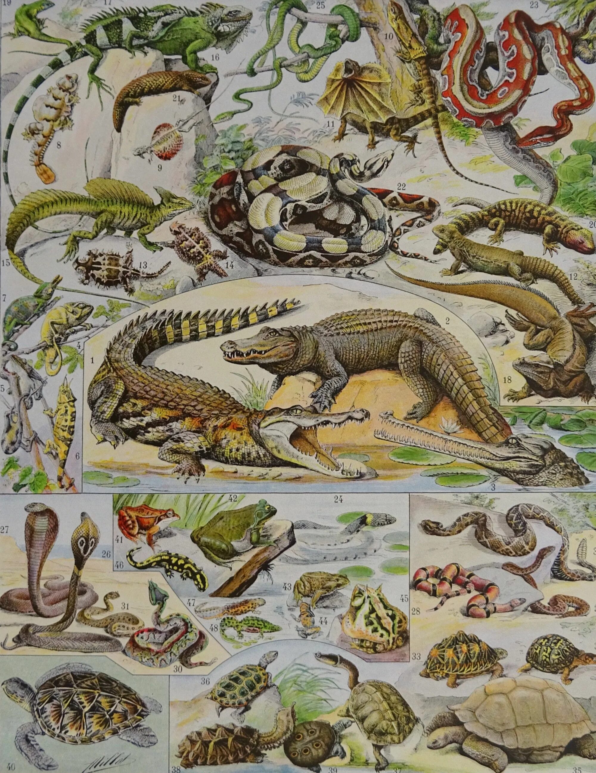 Метаморфоз у позвоночных. Размножение и развитие крокодила. Метаморфоз крокодила. Онтогенез земноводных. Амфибии рептилии земноводные эволюция.