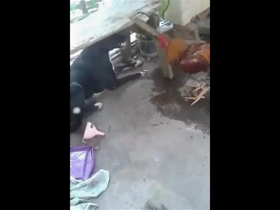 Собака петуха видео. Собака петуха видео. Собака петуха видео. Верхом на петухе. Петух и собака.