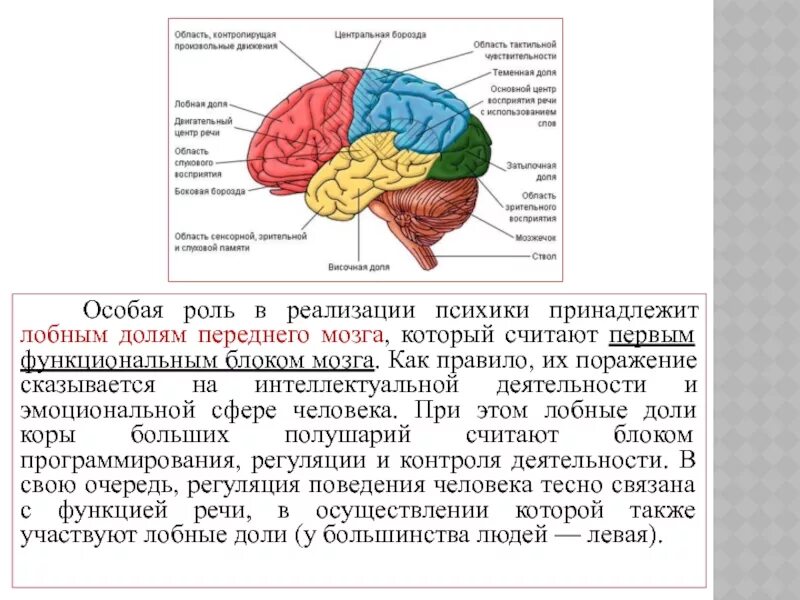 Какие функции выполняют доли мозга. Функции лобной доли головного мозга человека. Функция лобной доли человека. Лобные доли и исполнительные функции.