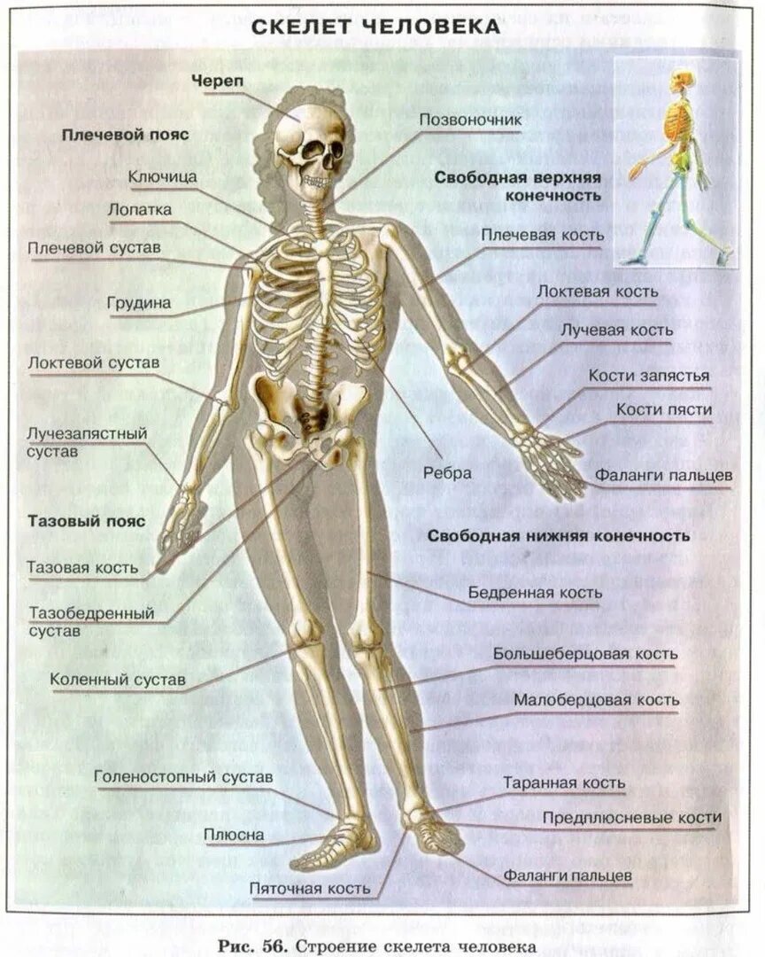 Человек часть биология. Скелет человека анатомия биология 8 класс. Строение скелета 8 класс биология. Скелет человека с названием костей и суставов 4 класс. Строение скелета человека 8 класс биология.