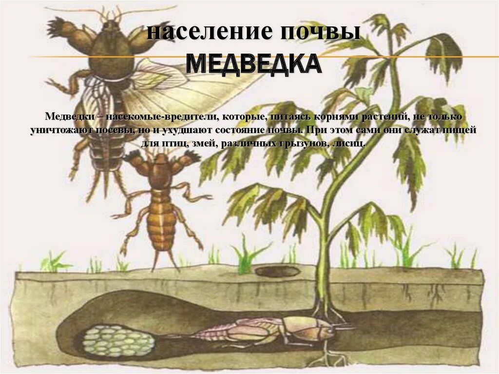 Приспособление к среде обитания кактуса медведки. Медведка среда обитания. медведка среда обитания почвенная. строение медведки. медведка обыкновенная среда обитания.