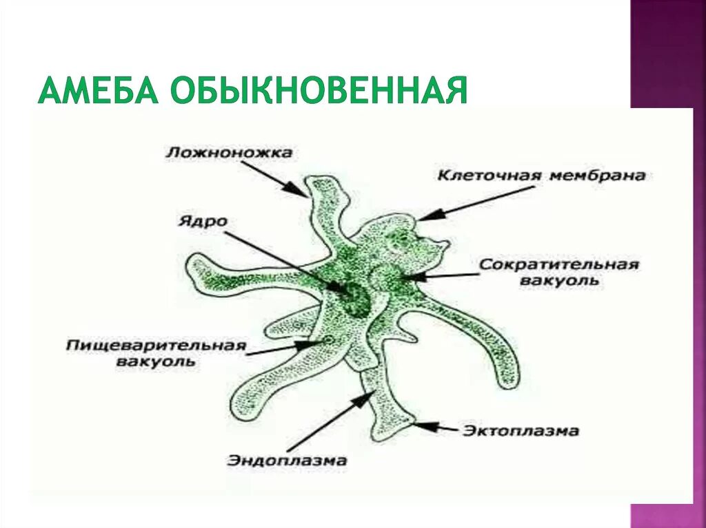Амеба рисунок. Строение простейшего амёбы. Строение амебы обыкновенной. Биология 7 класс амеба обыкновенная строение. Строение амебы Протей.