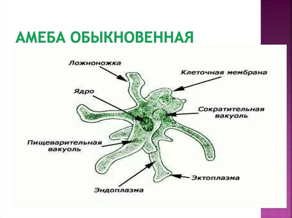 Амеба обыкновенная строение амебы. Строение простейшего амёбы. Строение одноклеточной амёбы обыкновенной. Строение амебы обыкновенной. Части строения простейших