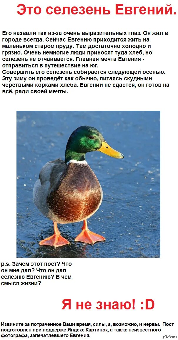 Почему утки. Почему утка селезень. Селезень и утка различия дикие. Кряканье утки. Утка широконоска самцы.