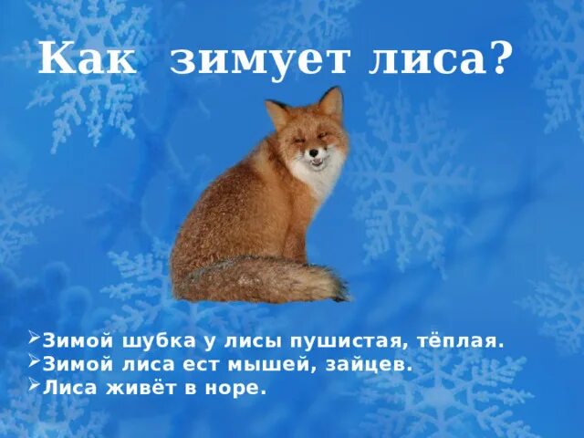 Лиса заяц мышь. Шуба лисы зимой. меня три лиса зимой свою шубу. какая шубка зимой у лисицы?.