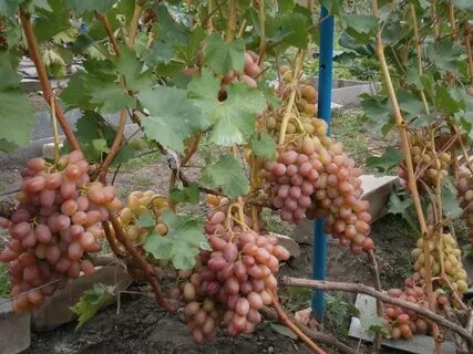 Гелиос сорт винограда отзывы