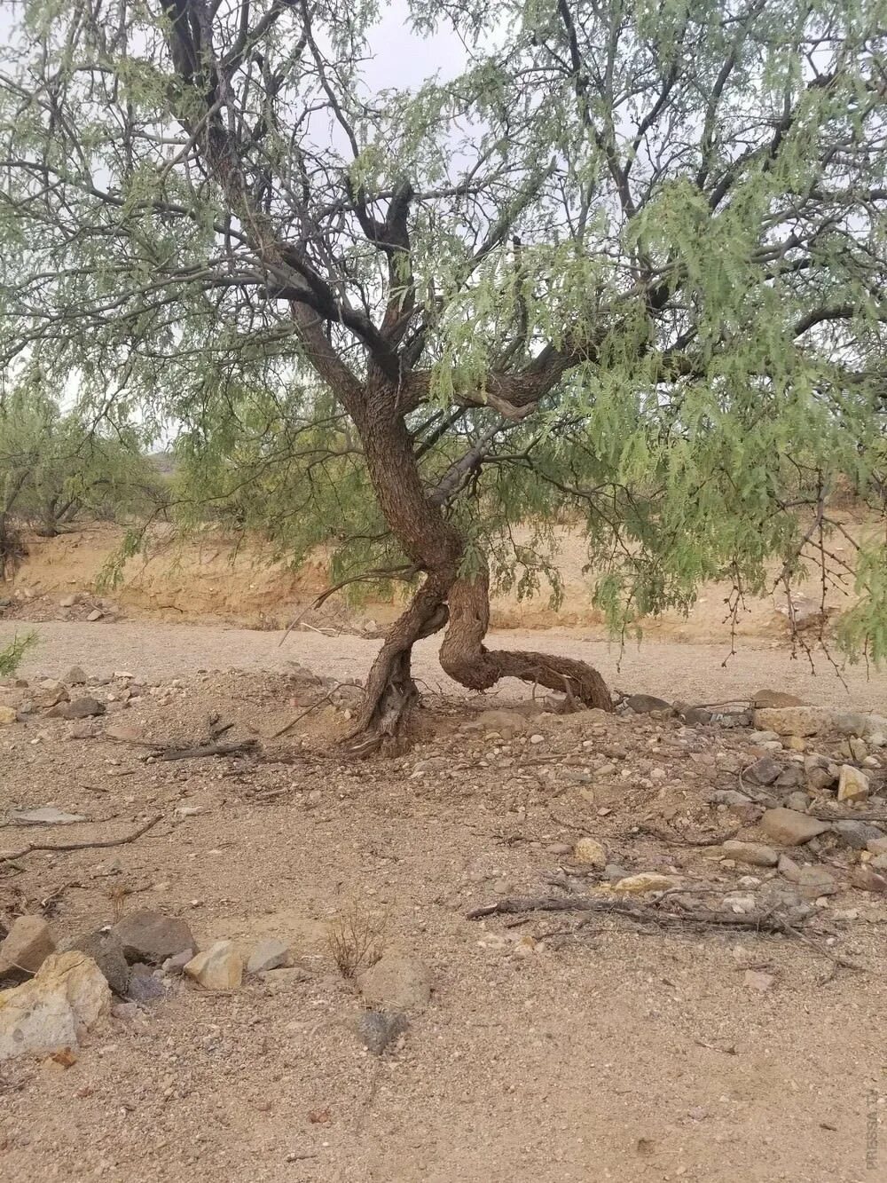 Walking tree