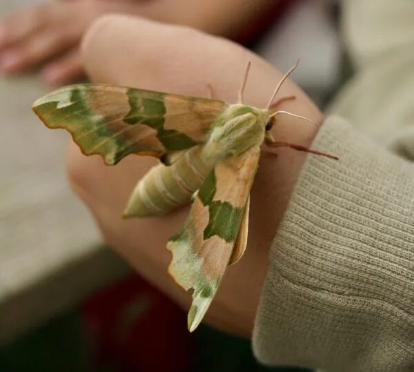 камуфляж мотылек. камуфляж бабочек. камуфляж бабочек. камуфляж с бабочками раппорт. бабочка камуфляж.