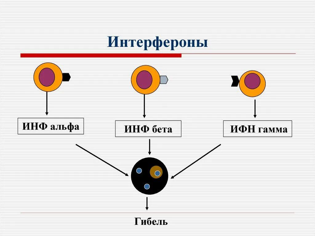 Интерферон функция. Бета интерферон иммунология. интерферон альфа иммунология. схема действия интерферонов. интерфероны 2 типа иммунология.