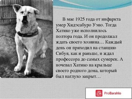 Сколько хатико ждал хозяина